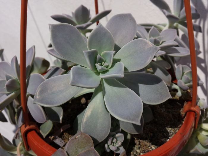 263 Graptopetalum paraguayense