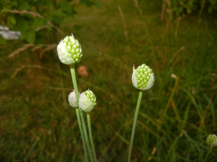 Allium sphaerocephalon (2015, June 11) - Allium sphaerocephalon
