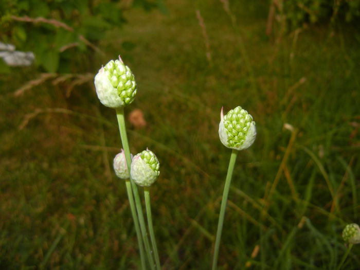 Allium sphaerocephalon (2015, June 11)