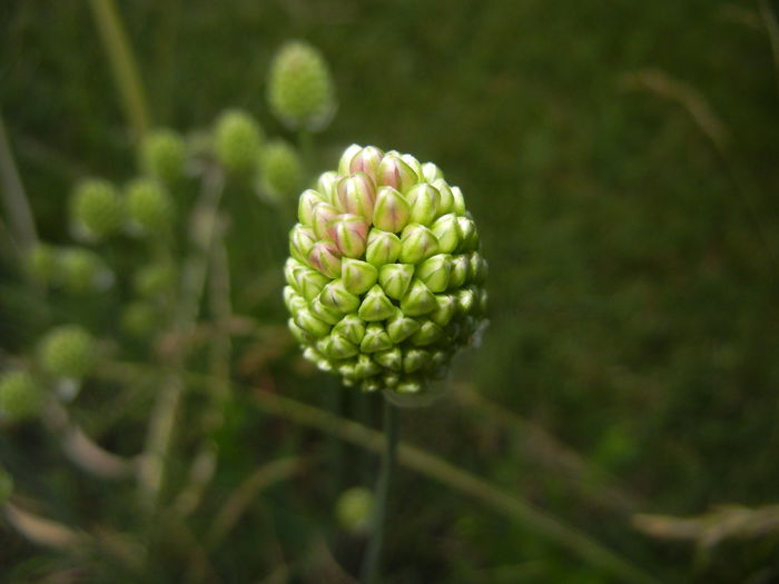 Allium sphaerocephalon (2015, June 17)