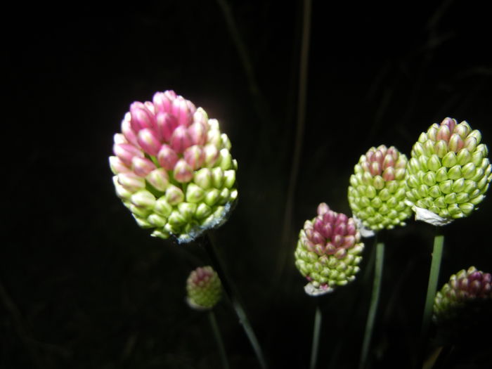 Allium sphaerocephalon (2015, June 19)