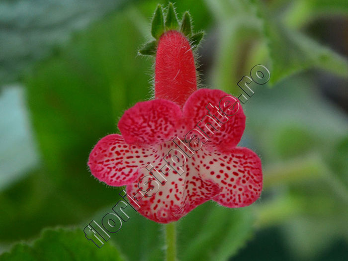 NEW 2015 - Kohleria Luci s Brilliant