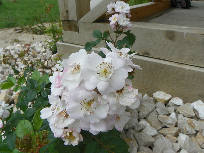 Perennial Blush - Trandafiri 2015