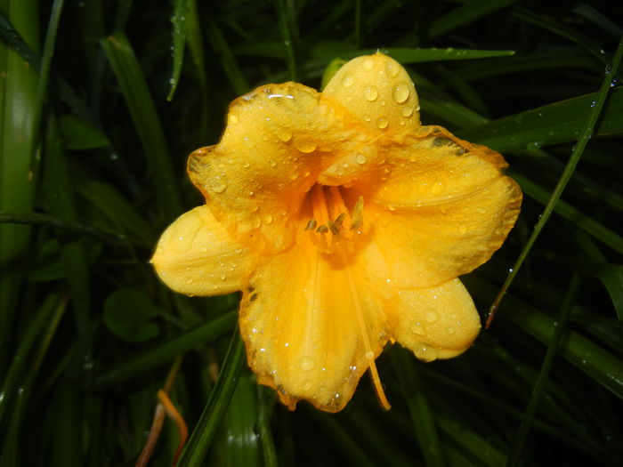 Hemerocallis Stella de Oro (2015, Jun.15)