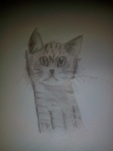 Pisica - desenele mele