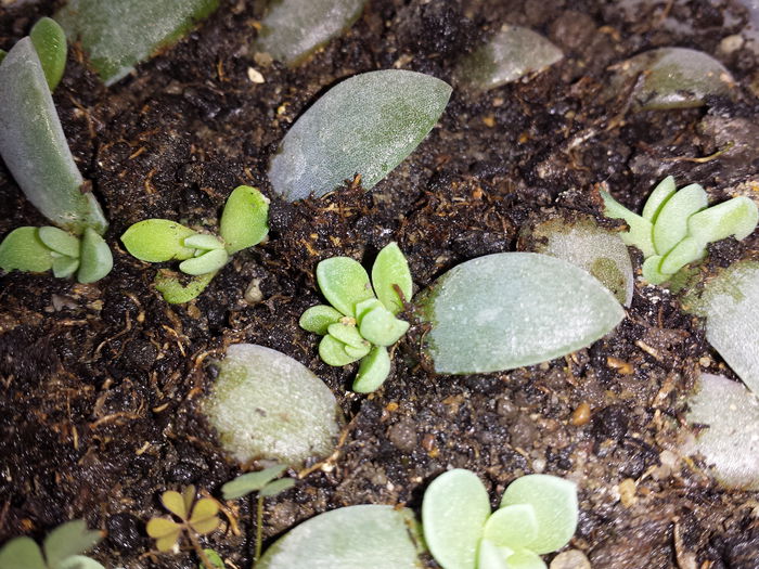 268 Echeveria elegans