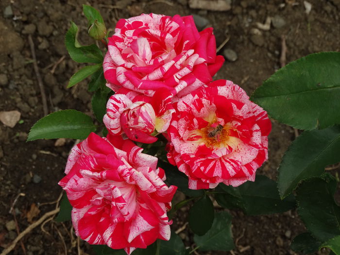 DSC01852 - Trandafiri 2015