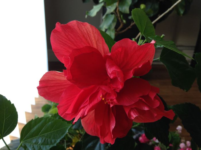 22 iuie 2015 - Hibiscus2015