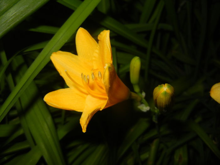 Hemerocallis Stella de Oro (2015, Jun.19)