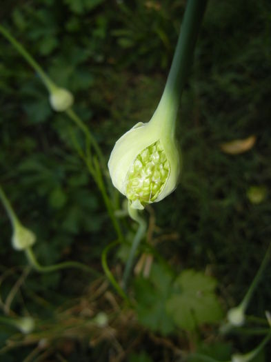 Allium cepa. Onion (2015, June 17)