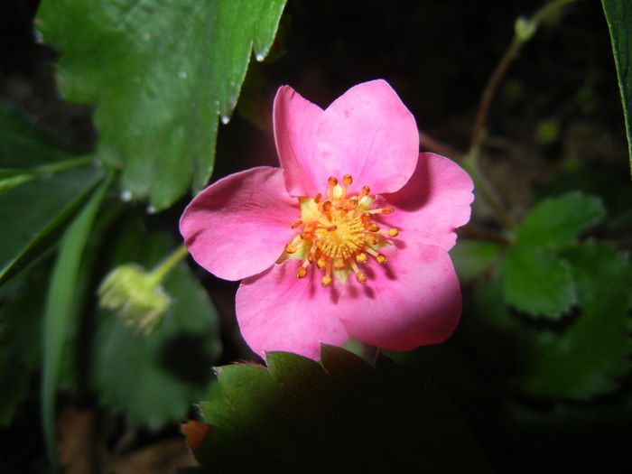 Strawberry Flower (2015, June 12)