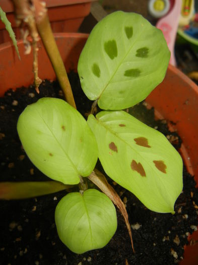 Maranta Kerchoveana (2015, June 05)