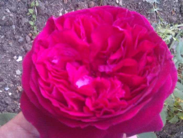 Falstaff rose