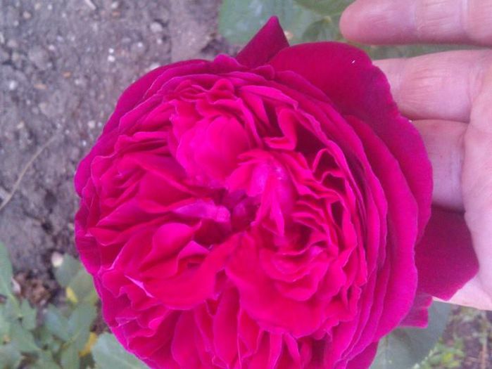 Falstaff rose.