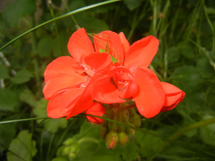 Red Geranium (2015, June 17)