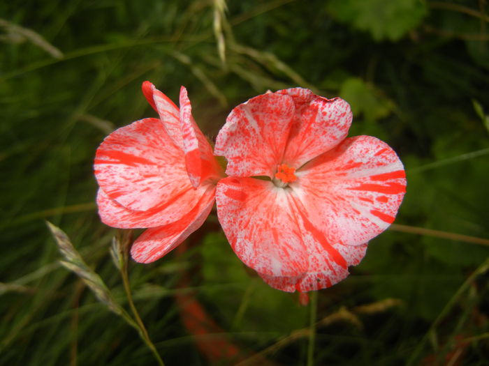 Red & White geranium (2015, June 17)