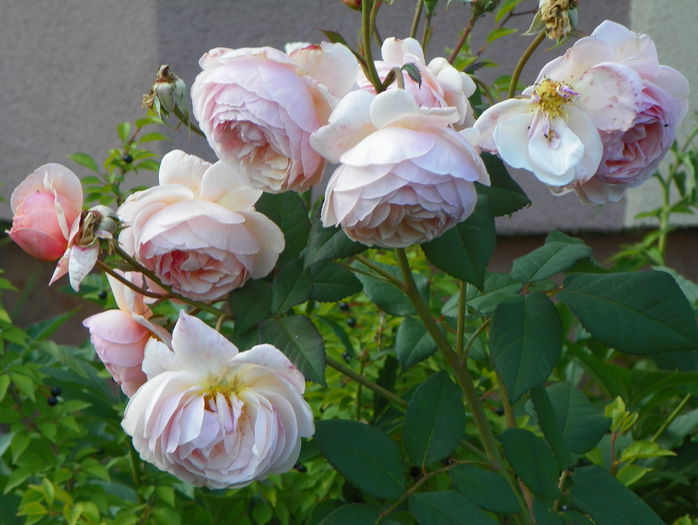 A shropshire Lad