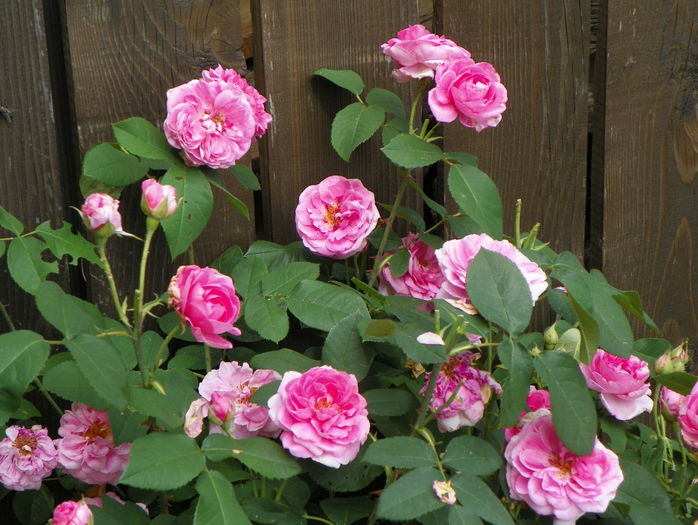 Gertrude Jekyll - Trandafiri 2015 - 2