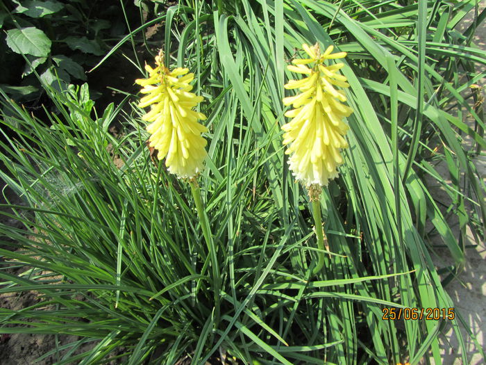 Kniphofia