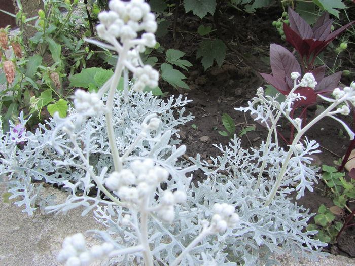 Cineraria