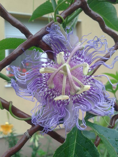 Fotografie-0014 - passiflora
