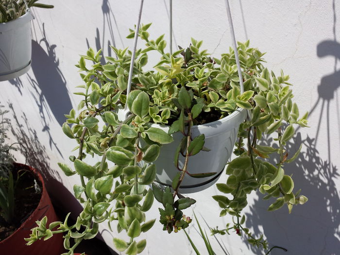 Aptenia cordifolia variegata