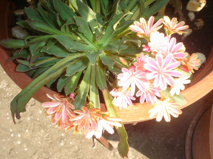 lewisia - FLORILE DIN CURTEA CASEI 2015