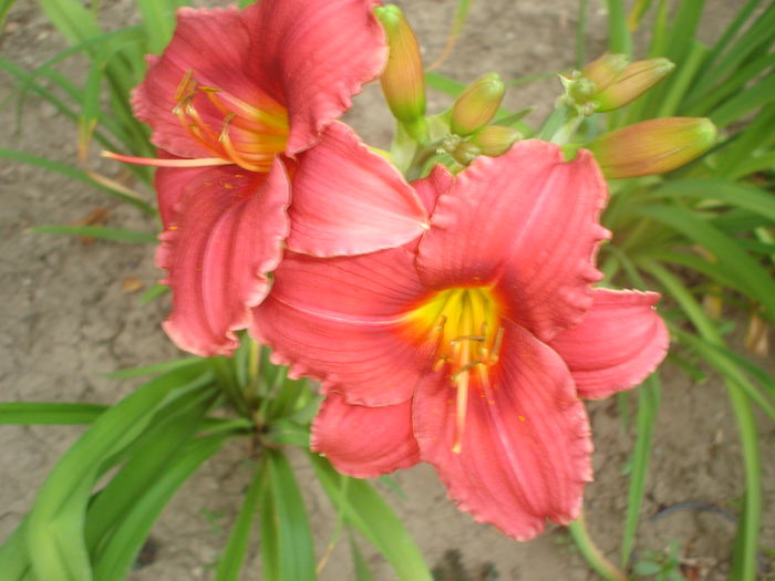 hemerocallis