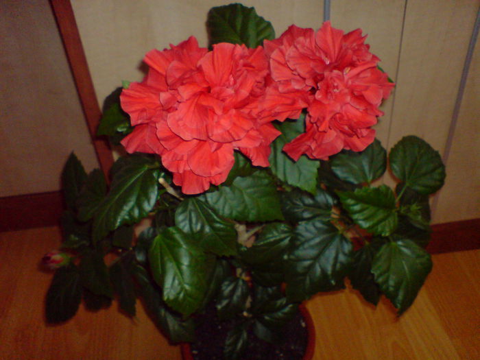 DSC00263 - Hibiscus 2015-2022