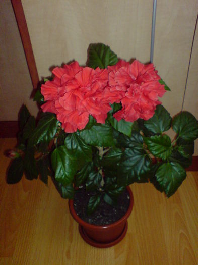 DSC00265 - Hibiscus 2015-2022