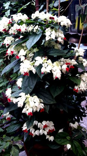 2015-06-29 13.13.07 - clerodendronii mei