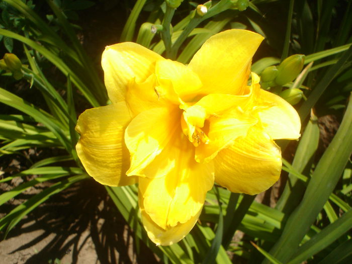 hemerocallis