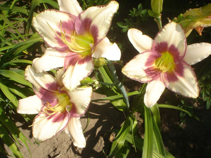 hemerocallis