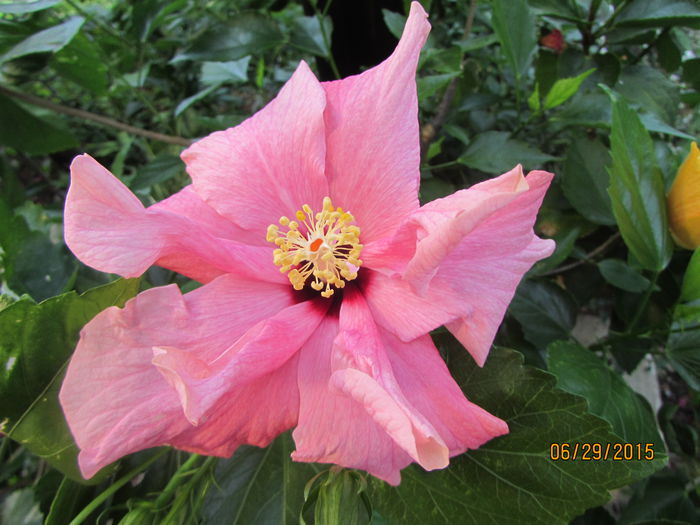 Classic Pink - hibiscus