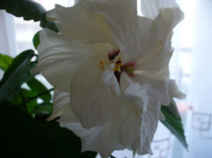 Hibiscus alb dublu