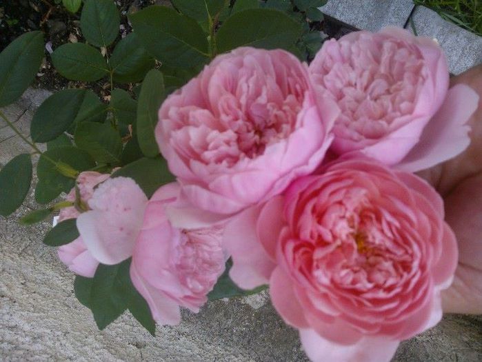 The Alnwick Rose 1