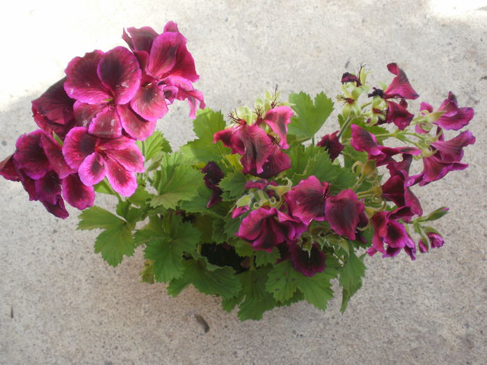  - Pelargonium