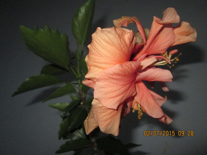 IMG_3525 - Florile mele iulie2015