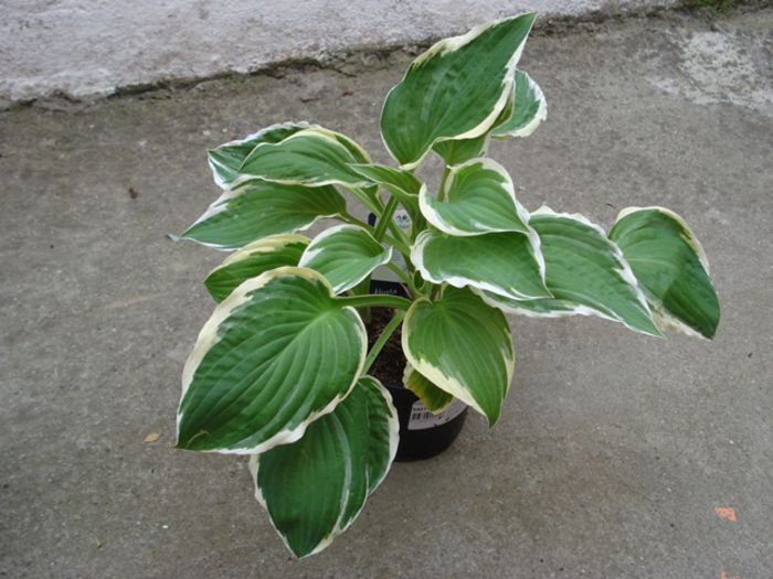 hosta 5 albomarginata? - hosta