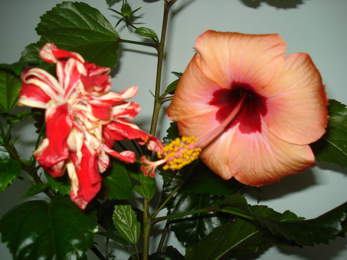 DSC02370 - Hibiscus Baptistii