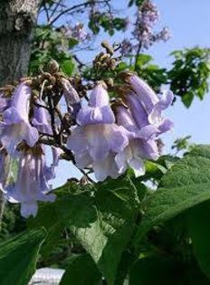 paulownia tomentosa