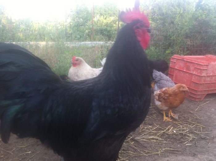 image - AUSTRALORP negru matca 2016