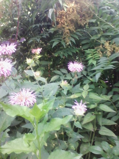 monarda roz