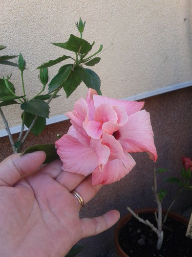 Fotografie-0061 - hibiscus