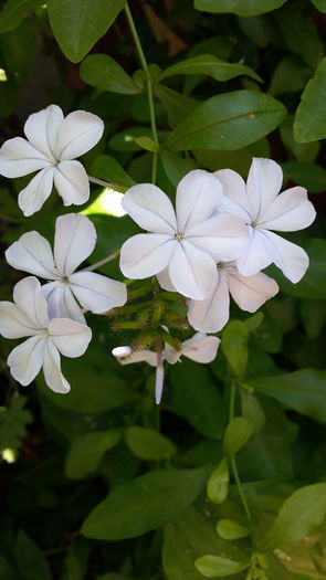 plumbago - iulie 2015