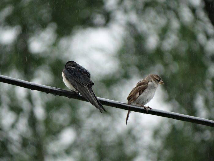 la taclale in ploaie - a-vizitatorii gradinii-2015