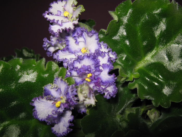 Picture My plants 4268 - Violete de Parma