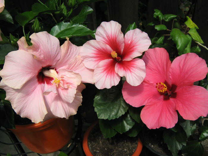 Picture My plants 4284 - Hibiscus Classic Pink