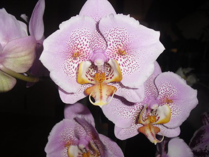CIMG6187 - Orhidee