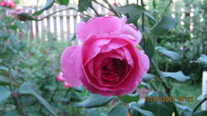 IMG_9695 - Trandafirii mei